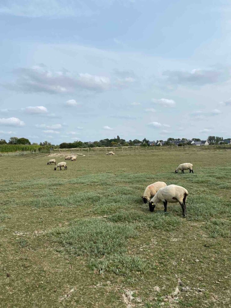 Moutons des près salés à Regnéville